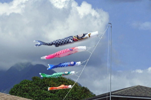 Koinobori flying in Hawaii, USA