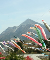 Koinobori 3 colors Japanese Children's Day Carps Kite Yuzenzome C1341 NEW 